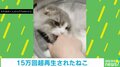 リモコンを甘噛で守る猫 大事に抱え抵抗する姿に「可愛すぎます」「かまってちゃん」ほっこりする人続出