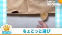 【映像】米袋で地味な遊びを楽しむ猫