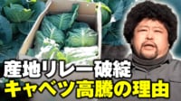 【映像】1玉1000円超で農家も大打撃 キャベツ高騰のメカニズム