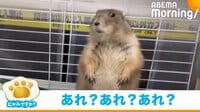 【映像】回し車で走り続けるプレイリードック