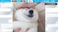 【映像】柴犬が見せた「変顔フリーズ」の数々
