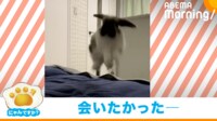 【映像】大ジャンプで飼い主に駆け寄るうさぎ