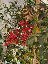 武東由美　『髙島屋のお正月』