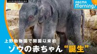開園以来初！ 上野動物園でゾウ誕生