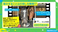 80万回超再生の "うまウマ馬"