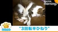 【映像】突然の大技を披露する猫 「抱え込み3回転半ひねり」と名付けられたシュールな“珍行動”