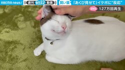 飼い主大好き猫が「あくび見せて」に秀逸リアクション 「主がイケボすぎてビビった」驚きの声も