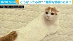 首が180度逆！？難解すぎる体勢の猫がSNSで話題「腹筋してんのかと思った」「猫背やめたニャン」