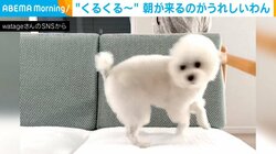 ぐるぐる回るトイプー 毎朝シャッターを開けるときに行う“ルーティン”に飼い主ほっこり
