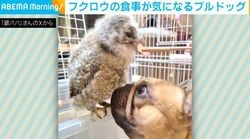 フクロウの赤ちゃんの食事を“ガン見”するブルドッグに「圧よ…ww」「全然動揺されてないよ！」など反響