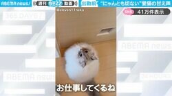 「行かにゃいで…」出勤前の飼い主に“切ない声”で抗議する猫が、SNSで話題！「めちゃくちゃ喋ってる笑」「仕事手につかないやつだ…！」