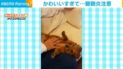 “お腹なでなで”の手を止めると…犬「もっともっと！」 反則級の可愛い催促に飼い主困惑「手首が腱鞘炎になりそう」