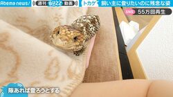 うんしょうんしょ…飼い主の体に登りたすぎるトカゲ→その後の顛末がかわいすぎて話題に「応援したくなる」