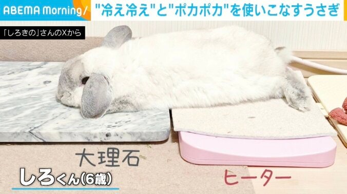 ウサギのロップイヤー・しろくん