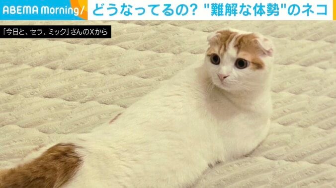 スコティッシュフォールドのミックくん（8カ月）