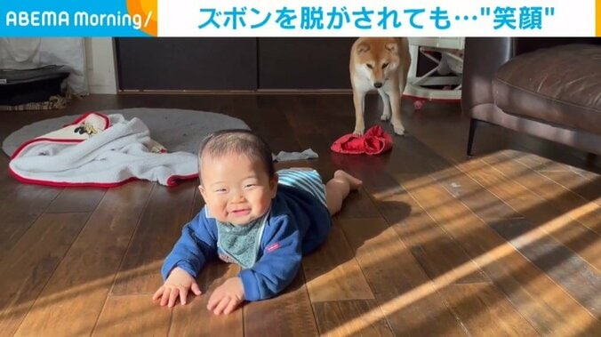 柴犬の珍行動に“ご機嫌スマイル” 赤ちゃんがズボンを脱がされる一部始終に爆笑の声 1枚目