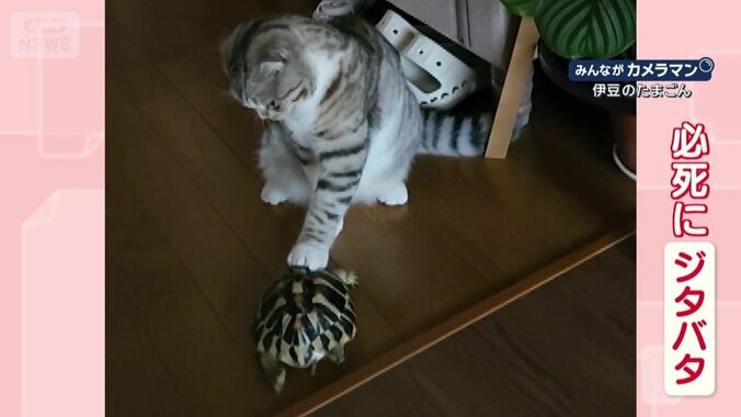 押さえられて…ジタバタ