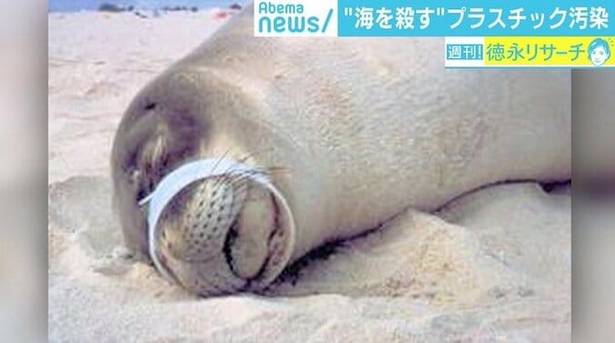 “海を殺す”マイクロプラスチック汚染、日本周辺は「ホットスポット」にも 2枚目