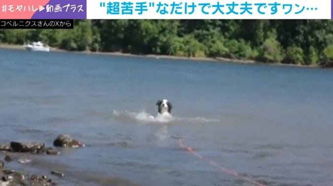 壊滅的に下手な“犬かき”