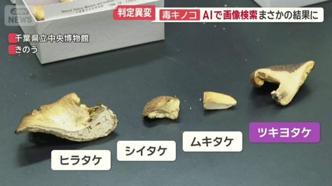 どれも同じようなキノコに見える