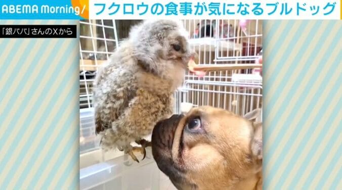モリフクロウのたまおちゃん、フレンチブルドッグのボンくん