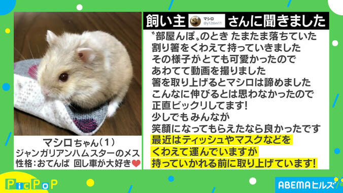 「ハムケツ素晴らしい…」割り箸をくわえたハムスターが必死すぎる！ 約100万回再生の反響 2枚目