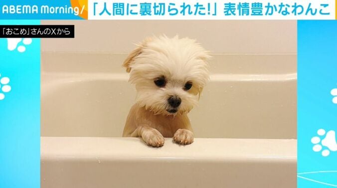 「おこめ」ちゃん
