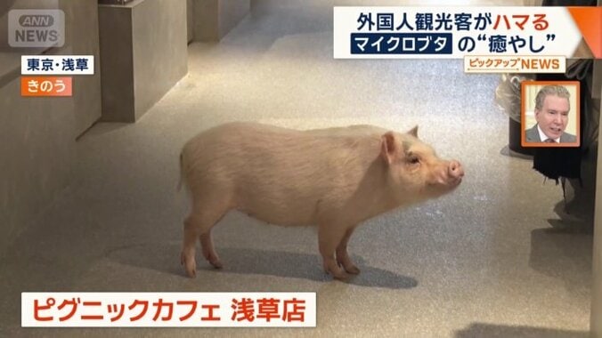 マイクロブタと触れ合えるカフェ