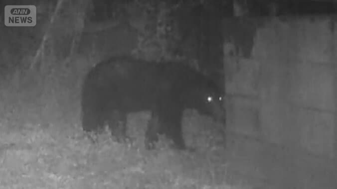 東京・八王子に体長1m超クマ出没　人の生活エリア目と鼻の先　都内での目撃は今年21件 1枚目