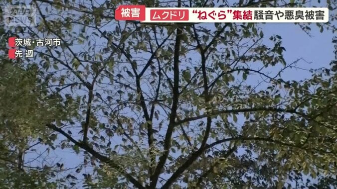 茨城県古河市の住宅街にある桜並木