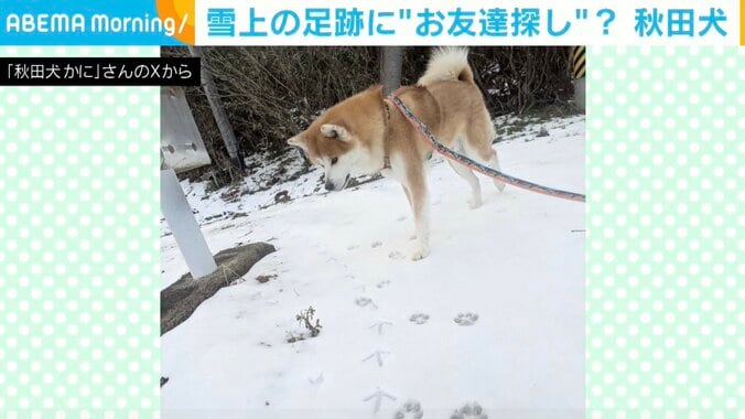 秋田犬のかにくん