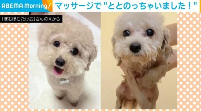 ぽむぽむたけおくん