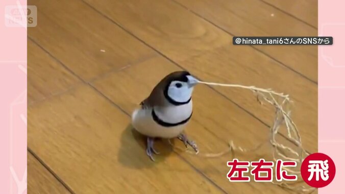 右へ…ピョンピョン