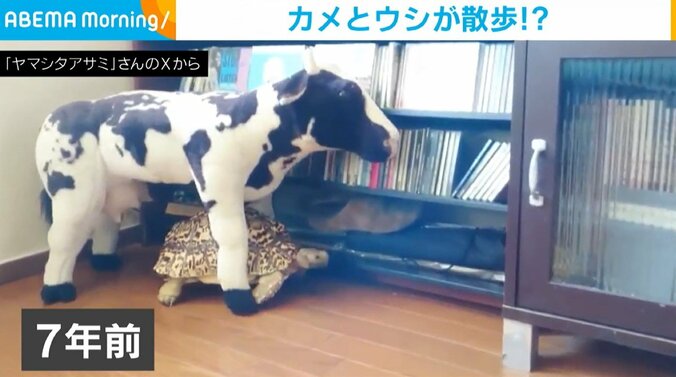 ヒョウモンガメのドンくん（20歳）