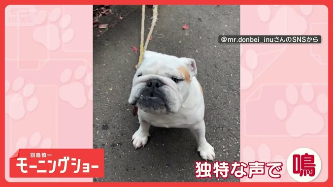 ワンちゃんらしからぬ…独特な鳴き声　飼い主さんに何か訴えてる？　 1枚目