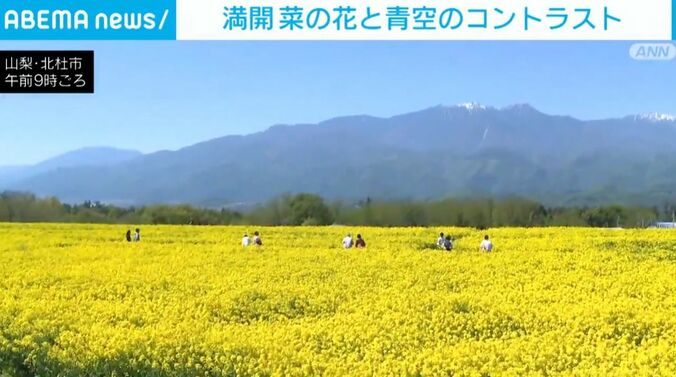 菜の花