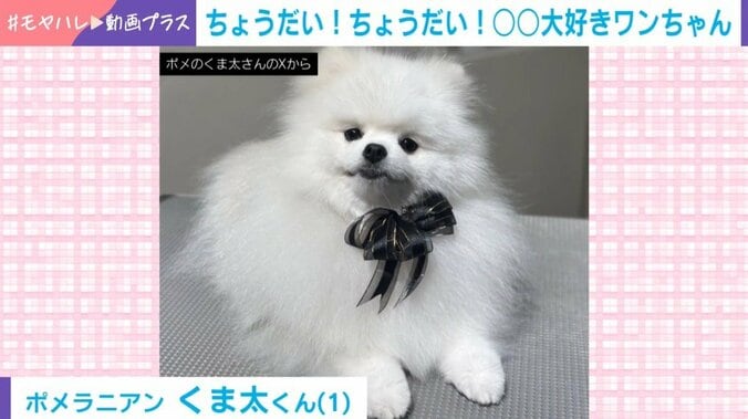 ポメラニアンのくま太くん