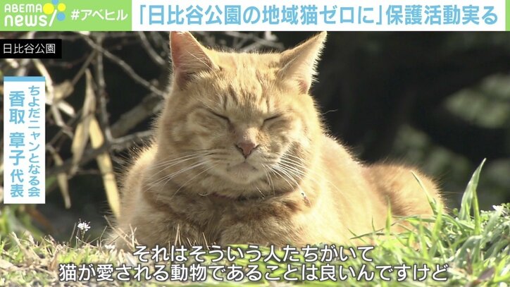 「動物遺棄は犯罪という意識を」日比谷公園 60匹以上の“地域猫”がゼロに…20年に及ぶ活動