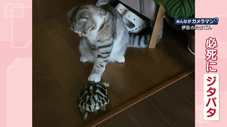 押さえられて…ジタバタ
