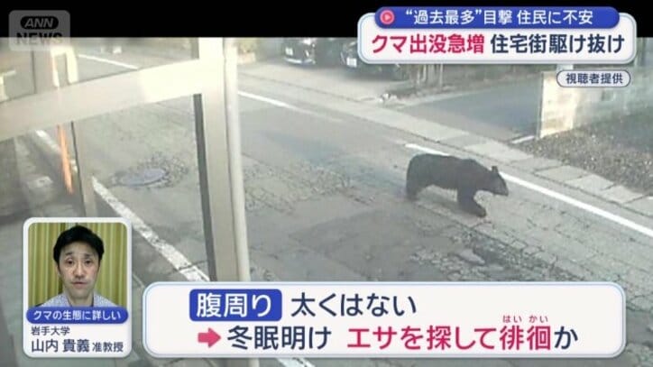 冬眠明けで、餌を探して徘徊か