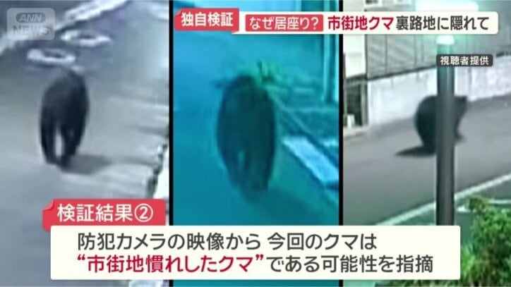 「市街地慣れしたクマ」か