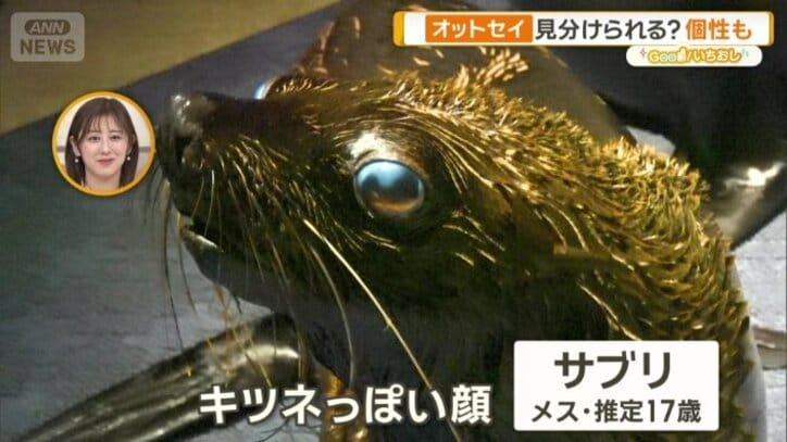 キツネっぽい顔をしている