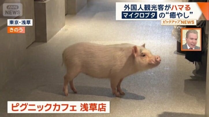 マイクロブタと触れ合えるカフェ