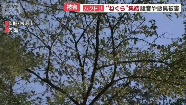 茨城県古河市の住宅街にある桜並木