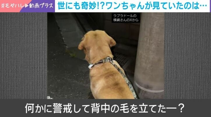 ラブラドール・レトリバーの「横綱くん」