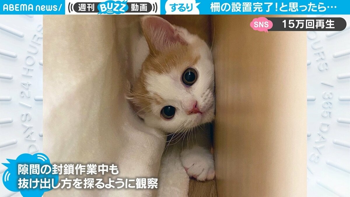 子猫の仰天行動に「えっ…」飼い主絶句 専用棚をラクラクすり抜ける様子