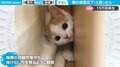 子猫の仰天行動に「えっ…」飼い主絶句　専用棚をラクラクすり抜ける様子に「やっぱり猫は液体なんだ」驚きの声
