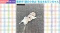 「何をしてるんですか？」散歩中に思わずツッコまれるパグの姿に 「この動き、毎日見たい…」「可愛すぎる」などの声