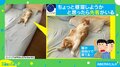 背中にファスナーついてない？ 人間のように眠る“猫の寝姿”がTwitterで話題