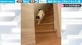 階段を下りると声が出ちゃう！不思議な鳴き声を発する猫がかわいすぎると話題に「何回も見ちゃうw」